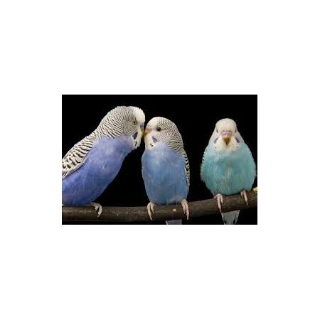 LIVE PETS Budgerigars INSTORE COLLECTION ONLY