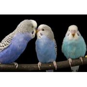 LIVE PETS Budgerigars INSTORE COLLECTION ONLY