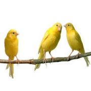 LIVE PETS Domestic Canaries COLLECT IN STORE ONLY - image 2