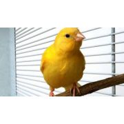 LIVE PETS Domestic Canaries COLLECT IN STORE ONLY - image 3