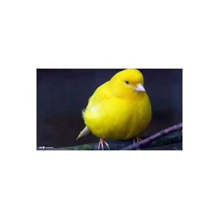 LIVE PETS Domestic Canaries COLLECT IN STORE ONLY - image 1