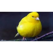 LIVE PETS Domestic Canaries COLLECT IN STORE ONLY - image 1