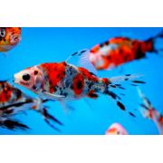 LIVE PETS Goldfish & Other Indoor & Outdoor Collect IN-STORE ONLY - image 6