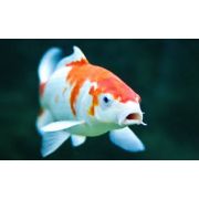 LIVE PETS Goldfish & Other Indoor & Outdoor Collect IN-STORE ONLY - image 7