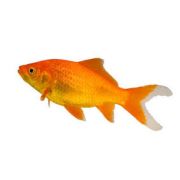 LIVE PETS Goldfish & Other Indoor & Outdoor Collect IN-STORE ONLY - image 1