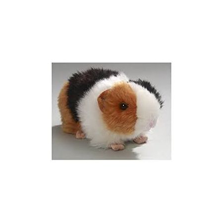LIVE PETS Guinea Pigs INSTORE COLLECTION ONLY